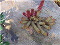 Mammillaria elongata